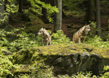 A Cirò due lupi di grosse dimensioni attaccano gregge e pastore in paese
