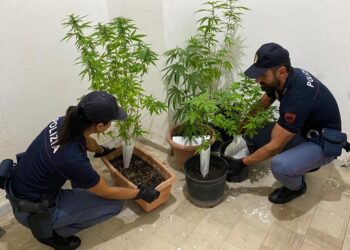 Crotone: intervengono per una lite in famiglia, ma vi trovano 5 piantine di marijuana