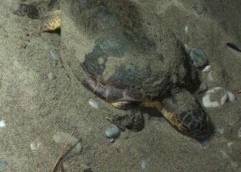 Tartaruga depone le uova nella notte sulla spiaggia di Cirò Marina: i ragazzi la vedono e la proteggono