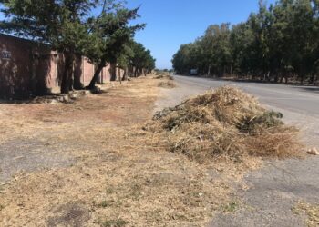Al via la pulizia e prevenzione incendi lungo le strade che costeggiano la pineta comunale di Cirò Marina