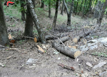 Petilia Policastro: Abbatte abusivamente 10 alberi nel demanio regionale, denunciato