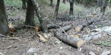 Petilia Policastro: Abbatte abusivamente 10 alberi nel demanio regionale, denunciato