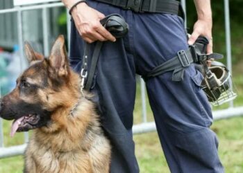 Rinvenute e distrutte 83 piante di marijuana in località Sovereto nel Comune di Isola Capo Rizzuto