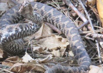 Morso da una vipera in Sila, 48enne fuori pericolo