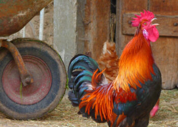 Il gallo canta all’alba, multa da 166 euro al padrone