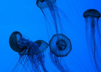 Pizzicati in mare, tornano le meduse nel sud Italia: punture sui bagnanti soccorsi dai bagnini