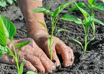 Emergenza Covid 19, Psr: arriva il Decreto Semplificazione