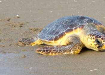 La tartaruga Caretta rinvenuta sulla spiaggia di Cirò Marina non ha deposto le uova. Cosa fare se incontrate una tartaruga sulla spiaggia o in mare?