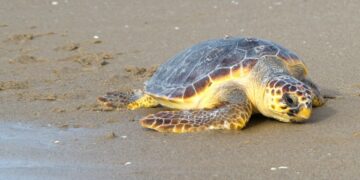 La tartaruga Caretta rinvenuta sulla spiaggia di Cirò Marina non ha deposto le uova. Cosa fare se incontrate una tartaruga sulla spiaggia o in mare?