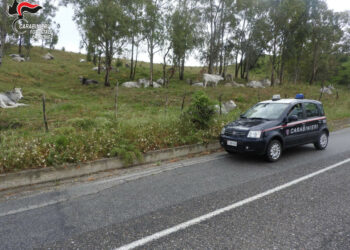 Allevatrice di Umbriatico denunciata per pascolo abusivo in una proprietà privata a Crucoli