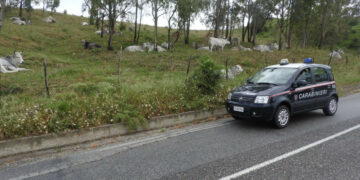 Allevatrice di Umbriatico denunciata per pascolo abusivo in una proprietà privata a Crucoli