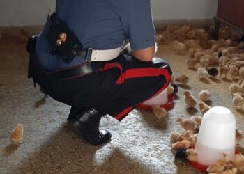 Cirò Marina: teneva 1480 pulcini in precarie condizioni e senza le dovute autorizzazioni, denunciato