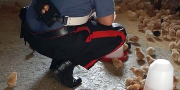 Cirò Marina: teneva 1480 pulcini in precarie condizioni e senza le dovute autorizzazioni, denunciato