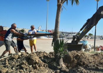 Cirò Marina: Sempre più piante in Paese, Città Pulita ne inserisce numerose per migliorare il decoro urbano