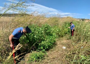 Isola Capo Rizzuto: Rinvenuta una piantagione di marijuana e cinque detonatori, due arresti