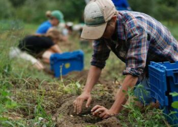 La denuncia di Coldiretti Calabria: a rischio l’avvio della stagione agrumicola manca la manodopera