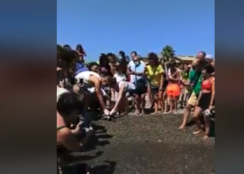 Tartaruga curata dal Wwf riprende il mare dal Villaggio Punta Alice di Cirò Marina