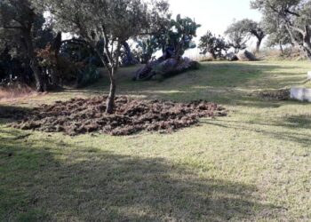 I cinghiali invadono anche la Casa di Spiritualità Nazareth a Staletti