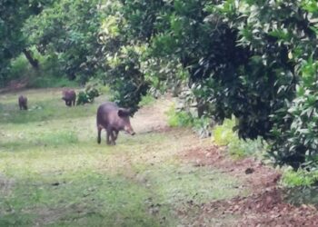 Coldiretti Calabria, i cinghiali sono troppi: la Regione intervenga con piani di abbattimento selettivi