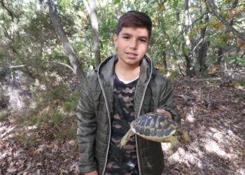 Torna in libertà una Tartaruga di terra (Testudo hermanni), grazie a Pucci e Candelise di Cirò Marina