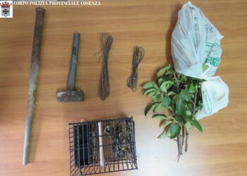 Polizia Provinciale in azione sulla Sila: denunce e sequestri contro il bracconaggio