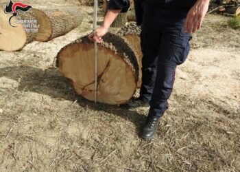 Umbriatico: abbattuti 11 alberi senza autorizzazione