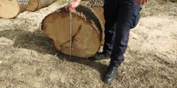 Umbriatico: abbattuti 11 alberi senza autorizzazione