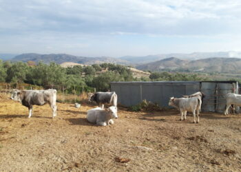 Crisi zootecnica: il Gal Kroton chiede un incontro l’Assessore regionale all’agricoltura Gianluca Gallo