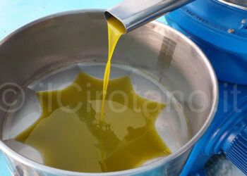 Olio di oliva: meno 30% la produzione 2020-21
