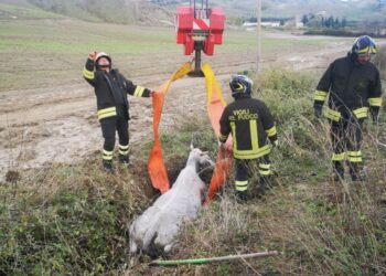 Scandale: mucca precipita in un canale di scolo dell’acqua piovana, salvata dai Vigili del Fuoco