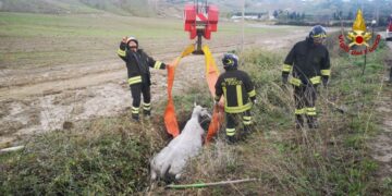 Scandale: mucca precipita in un canale di scolo dell’acqua piovana, salvata dai Vigili del Fuoco