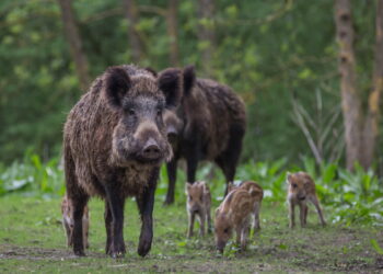 Caccia al cinghiale, arriva il Sì dell’Ispra: proroga al 31 gennaio 2021