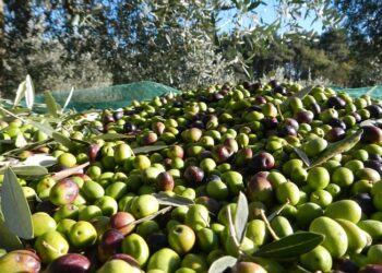 Agricoltura: 10 milioni di euro per i mutui delle imprese olivicole e del settore ovi-caprino