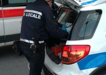 Cani senza microchip, sanzioni della Polizia Locale nel territorio di Strongoli