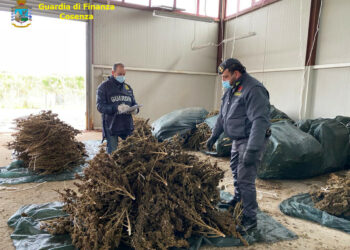 La Finanza sequestra oltre 3.400 piante di cannabis non conforme alle autorizzazioni rilasciate