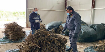 La Finanza sequestra oltre 3.400 piante di cannabis non conforme alle autorizzazioni rilasciate