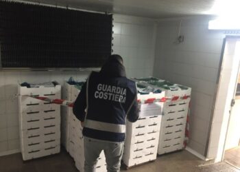 Crucoli e Villa San Giovanni: Sequestrata quasi una tonnellata di “bianchetto” e contestate sanzioni per oltre 50.000 euro