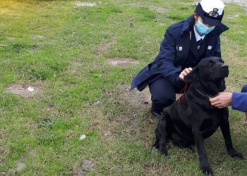 Strongoli: Cani senza microchip, continuano controlli e sanzioni della Polizia Locale