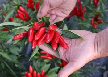 Peperoncino, import Cina a prezzi stracciati schiaccia il Made in Italy
