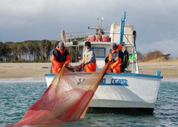 Pesca della sardella: la Regione dà il via alla campagna sperimentale, anche a Cirò Marina e Cariati