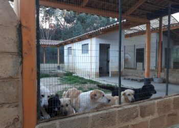 Un canile sanitario a Crotone finanziato dalla Regione Calabria, sopralluogo il località Martorana