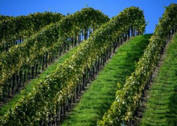 Ristrutturazione vigneti: oltre 1,8 milioni per 78 aziende, ecco la graduatoria definitiva