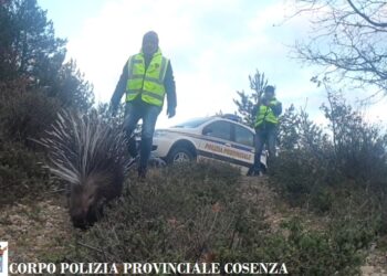 La Polizia Provinciale recupera un Istrice stremato dalla neve in Sila