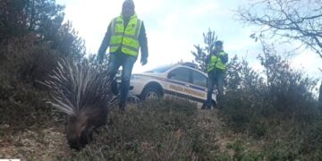 La Polizia Provinciale recupera un Istrice stremato dalla neve in Sila