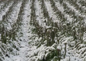 La temperatura crolla di oltre 10 gradi, a rischio coltivazioni e ortaggi