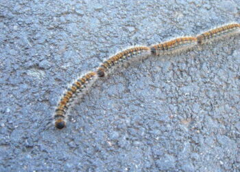 Allarme processionaria sui Pini della Sila: l’impegno dell’Ente Parco Nazionale