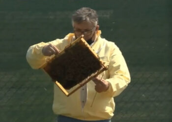 Apicoltura, finanziamenti per oltre 450mila euro