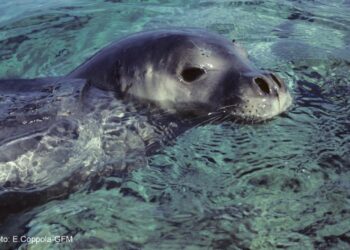 Avvistata una “foca monaca” nelle acque del crotonese