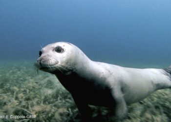 Avvistata una “foca monaca” nelle acque del crotonese