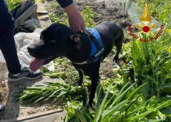 Crotone: Pastore belga intrappolato e ferito in una trappola, salvato dai Vigili del fuoco